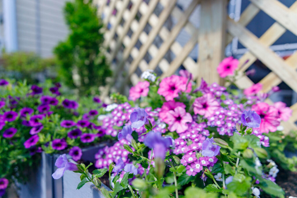Purple and pink flowers