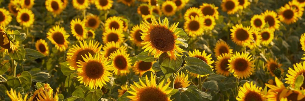 A dense field of bright yellow sunflowers in full bloom bathed in warm sunlight.