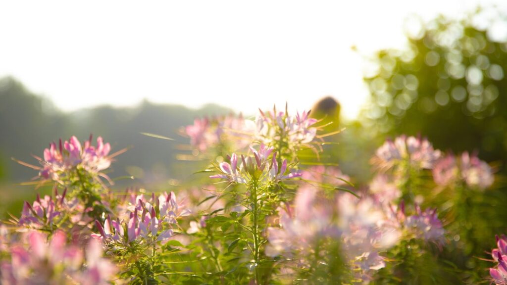 Sunlit pink wildflowers in a blurred meadow with warm, golden light and soft background bokeh.