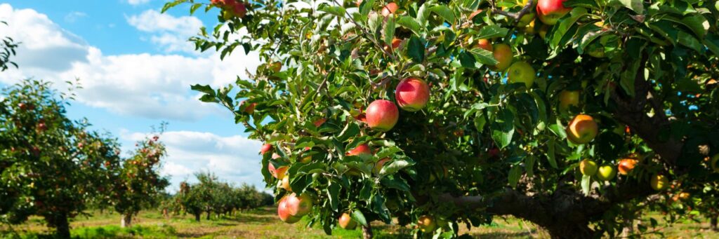 Orchard with apple trees heavy with red and green apples under a blue sky and white clouds.