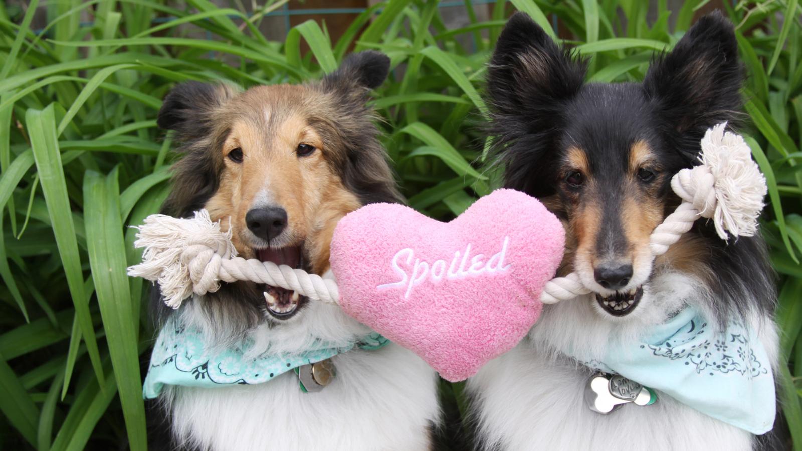 Two dogs with blue bandanas hold a pink heart-shaped toy that reads 'Spoiled' between their mouths, in a garden setting.